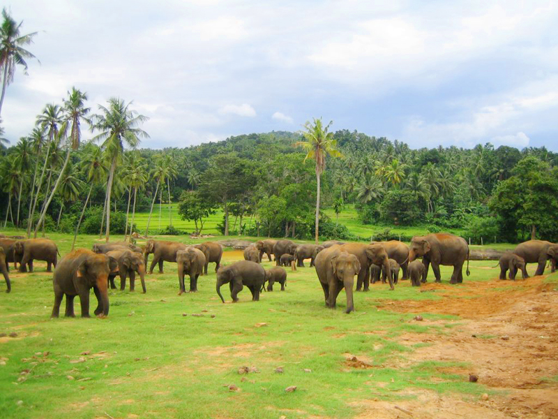 Шри Ланка - о. Цейлон
