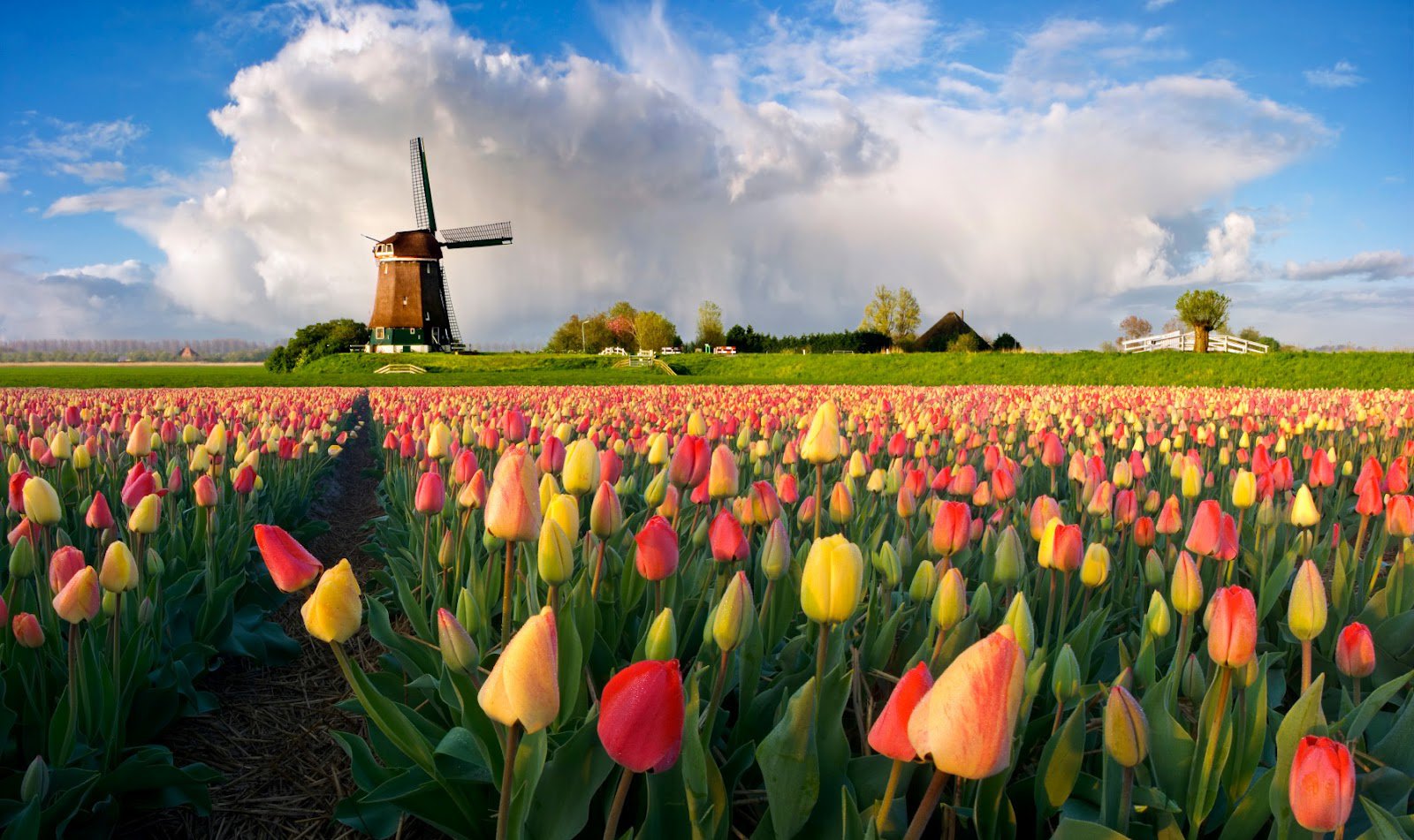 Автобусный тур в Нидерланды на майские праздники